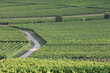 Weinlandschaft