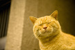 寝ている猫