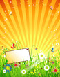 Summer meadow beautiful Summer meadow beautiful