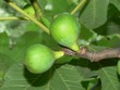 fichi