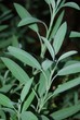 siepe di salvia