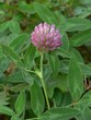 trifolium