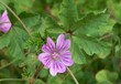 fiore di malva