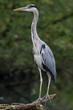 Reiher, Graureiher, Fischreiher