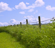Hedgerow Hedgerow