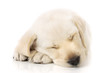 Foto: Puppy sleeping on paws Puppy sleeping on paws