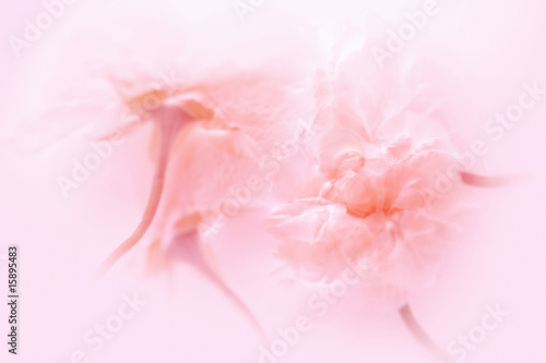 Photo: 桜茶 桜茶