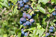 Blaue Beeren Blaue Beeren