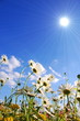 flowers on meadow in summer