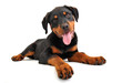 chiot rottweiler en studio chiot rottweiler en studio