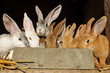 soif de lapin