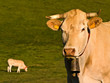 Vaches