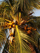 Cocopalm