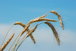 Photo: Roggen und Himmel Roggen und Himmel