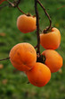 Cachi maturi - Diospyros kaki