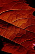 Feuille de vigne