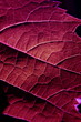 Feuille de vigne Feuille de vigne