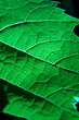 Feuille de vigne