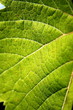 Feuille de vigne