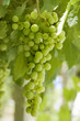 racimo de uvas