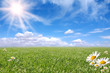 Bright Beautiful Daisy and Grass Field