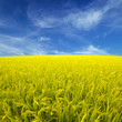 Paddy rice field