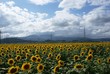 向日葵のある風景