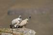 The Cape Griffon or Cape Vulture