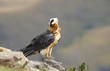 Lammergeyer or Bearded Vulture