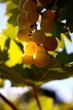 Grappe de Muscat