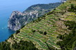 Foto: Weinplantagen, Corniglia Weinplantagen, Corniglia