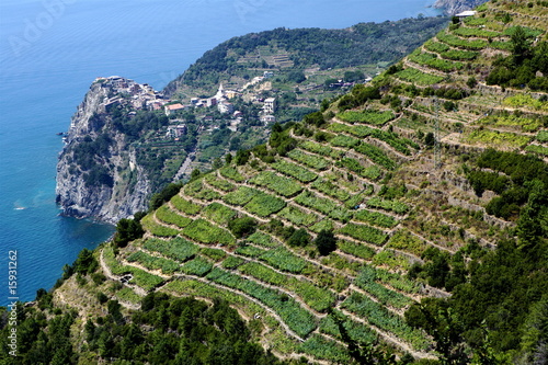 Foto: Weinplantagen, Corniglia Weinplantagen, Corniglia