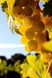 Grappe de raisin