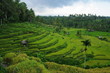 rizière vers Bebandem à Bali rizière vers Bebandem à Bali