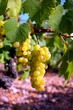 Grappes de raisin