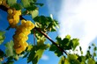 Grappes de raisin Grappes de raisin