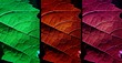 Montage photos Feuilles de Vigne