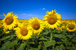 Image : girasoli d\'estate