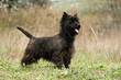 cairn terrier noir debout de profil dans l'herbe - immobile