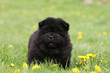 petit chien chow-chow noir de face au milieu de l'herbe