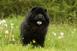 chow-chow noir de face langue pendante dans l'herbe