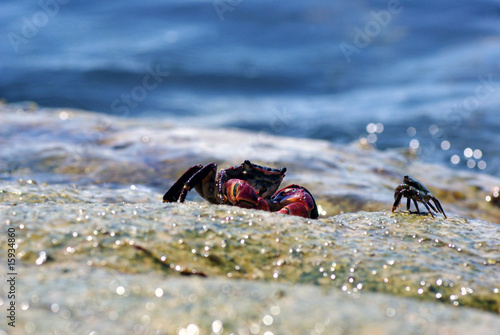 Photo: Gliath Gliath