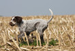 jeune chiot griffon korthals marchant de profil dans les blés