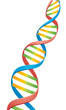Double Helix DNA Strand