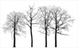 Arbre mort