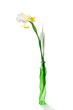 White iris in green vase White iris in green vase