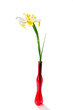 White iris in red vase White iris in red vase