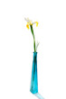 White iris in blue vase White iris in blue vase