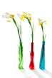 Irises in three color vases Irises in three color vases