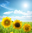 Yellow sunflower in a field Yellow sunflower in a field